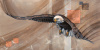 Eagle in Flight